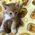 子猫里親募集