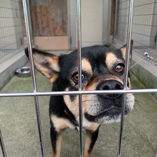 初めまして♪でもヘソ天しちゃうよ