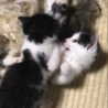 ゴロゴロ猫！めっちゃ甘えん坊の生後1ヶ月半！ サムネイル4