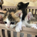 生後1ヶ月⭐️可愛い三毛猫めいちゃん