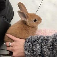 ネザーランドドワーフの男の子