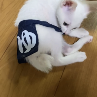 6/27 堺にて　譲渡会