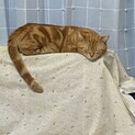 交渉中