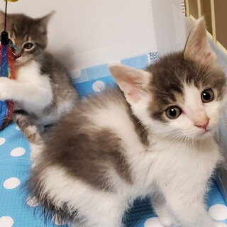 激カワ❤️グレージュ兄妹