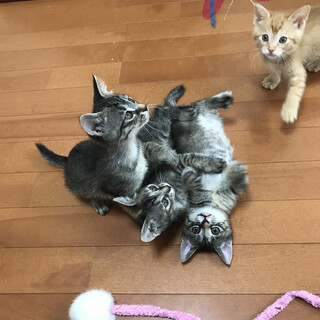 生後2ヶ月の4兄妹里親さま募集です