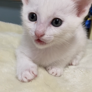 甘えたな男の子　6/27 堺　譲渡会