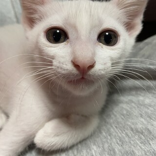 抱きついてくる甘えん坊　天王寺　譲渡会　参加