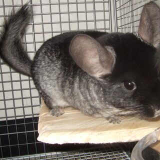 チンチラのブラックベルベット(親子)