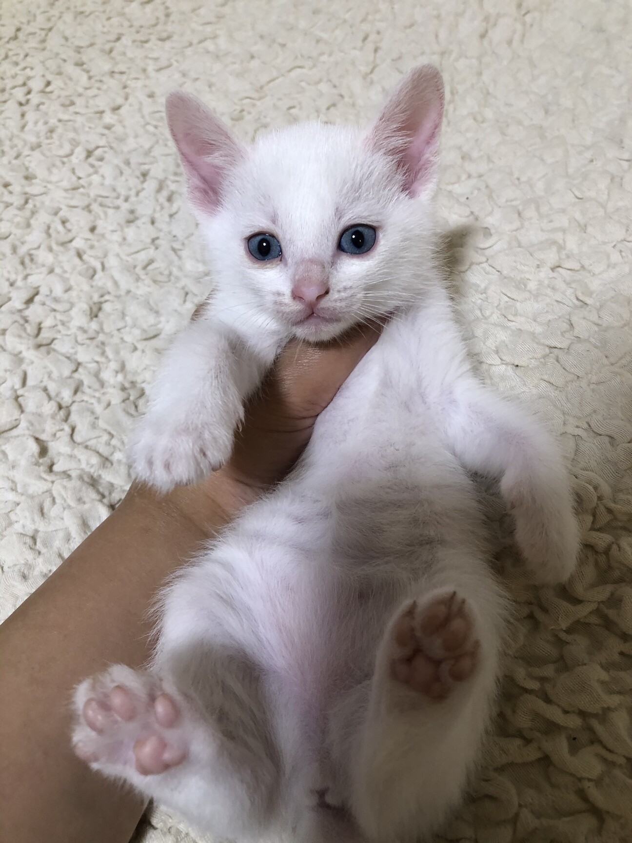 ブルーアイの美人な白猫ちゃん 埼玉県 猫の里親募集 ペットのおうち 月間利用者150万人 ブルーアイの美人な白猫ちゃん 埼玉県 猫の里親募集 ペットのおうち 月間利用者150万人