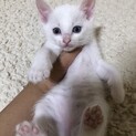 ブルーアイの美人な白猫ちゃん