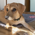 保護犬　もうすぐ4ヶ月の姉妹