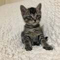 お顔が可愛いキジトラ君