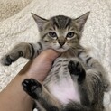 おっとりなキジトラちゃん