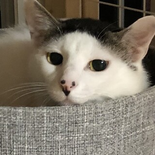 前髪パッツンのイケメン　サイダー君