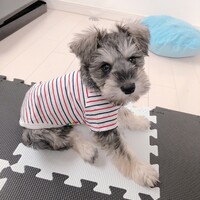 奏舞
