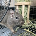 デグーの里親（2匹）募集しております