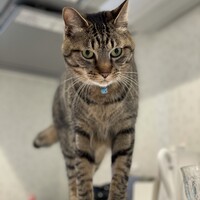 らいや