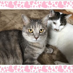 稲ねこ　保護猫譲渡会　開催です！ サムネイル2