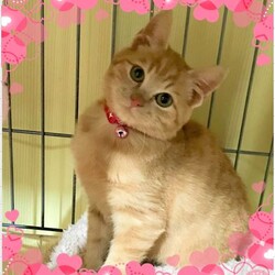 稲ねこ　保護猫譲渡会　開催です！ サムネイル3