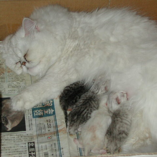 maruk0のカバー写真