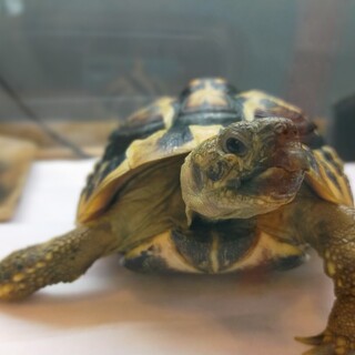 ヘルマンリクガメの里親募集