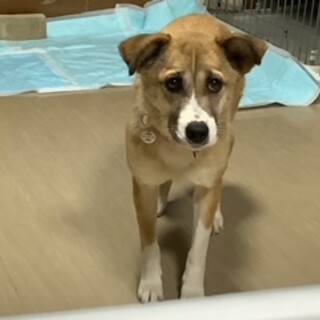 細身な女の子「ベリー」