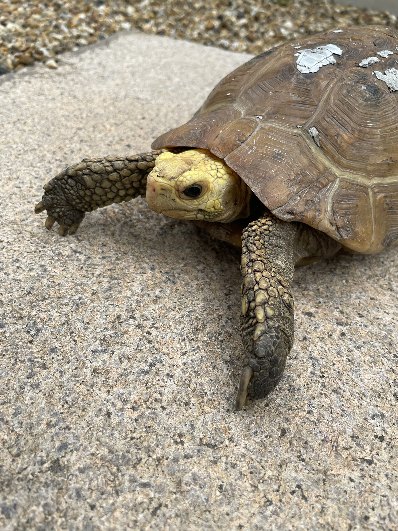 エロンガータリクガメ里親募集」兵庫県 - 爬虫類・他の里親募集(364344