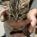 子猫のもらい手募集しています