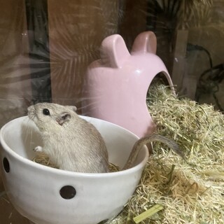 ジャービル　ペア