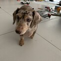 去勢済みMダックス里親募集