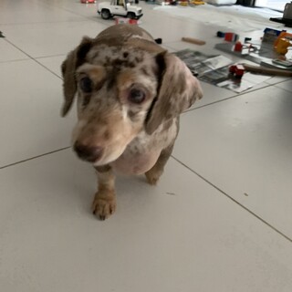 去勢済みMダックス里親募集