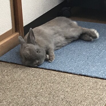 コロン大好き