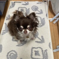 ここあ