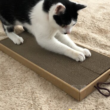 爪研ぎ楽しいね