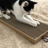 爪研ぎ楽しいね