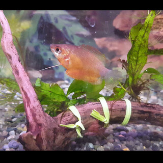 レッドハニーグラミー一匹　4cmくらい　動画あり