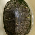 アカミミガメ　甲羅サイズ20cm