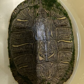 アカミミガメ　甲羅サイズ20cm