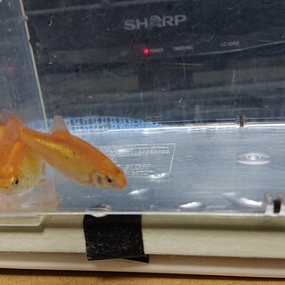 バルブ(ゴールデンバルブ)２匹里親募集（２匹）