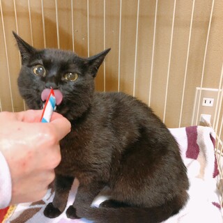 人間好きの1歳のメスの黒猫ちゃん