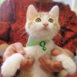 寂しがりやで気が優しい☆煮たまごくん