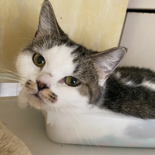 マンチカンの女の子の里親様募集致します。