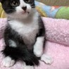 ひめの父
