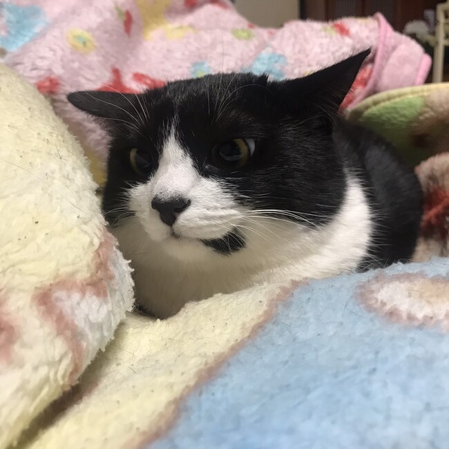 ひめの父のカバー写真