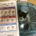 子猫。白黒ハチワレのオス。