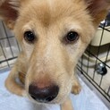 募集停止します。サラ☆4ヶ月の家族を探してます。