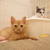 優しい茶トラの男の子（2.5ヶ月） サムネイル3
