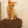 優しい茶トラの男の子（2.5ヶ月） サムネイル4
