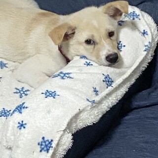 風君の安心出来るずっとのお家を探しています