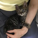 真っすぐ甘えるゴロゴロ男子テツ☆2ヶ月齢